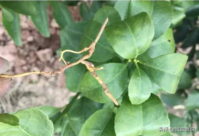 柑橘树叶子翻卷什么原因,柑橘树卷叶是什么问题