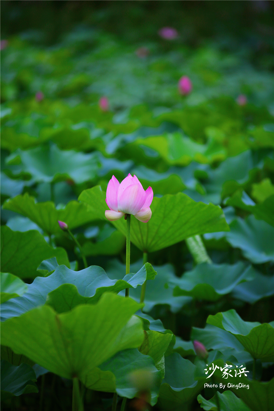 常熟哪里有荷花,江苏常熟荷花景区
