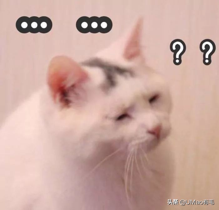 每只猫的名字都能叫出来,一只小公猫的名字