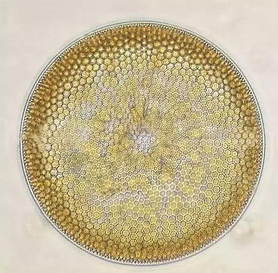 水产养殖业藻类的生命周期,水产养殖常见藻类植物