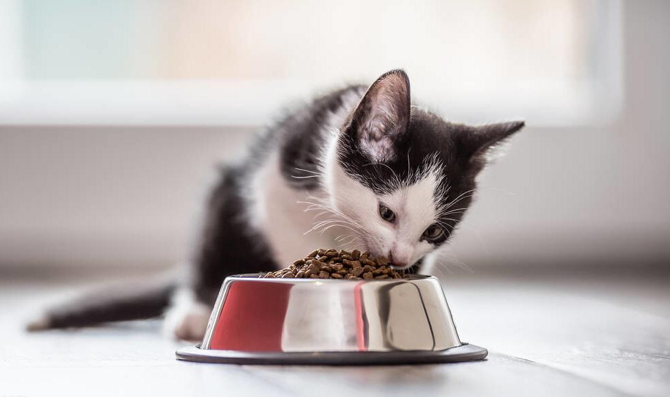 别再给猫咪喂食“这些食物”了，一不小心，命都没了