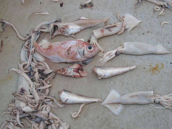 剑鱼vs旗鱼vs金枪鱼谁速度快,游得最快的海洋动物旗鱼