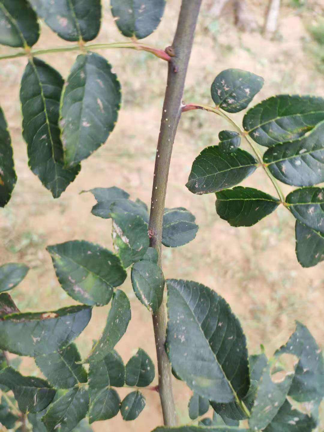 花椒锈病如何防治,花椒锈病的防治方法