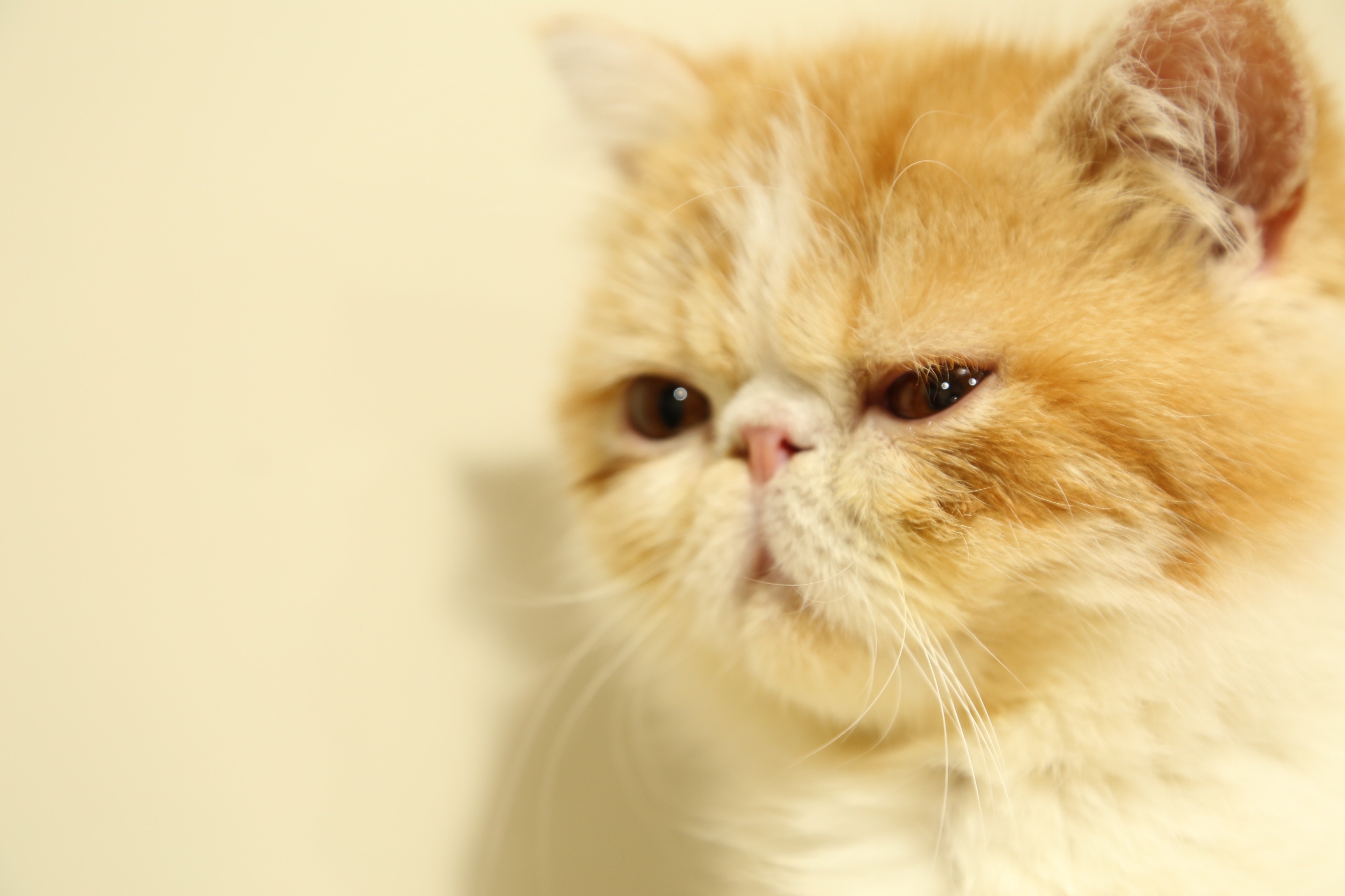 什么是应激反应猫咪,什么叫猫咪应激反应