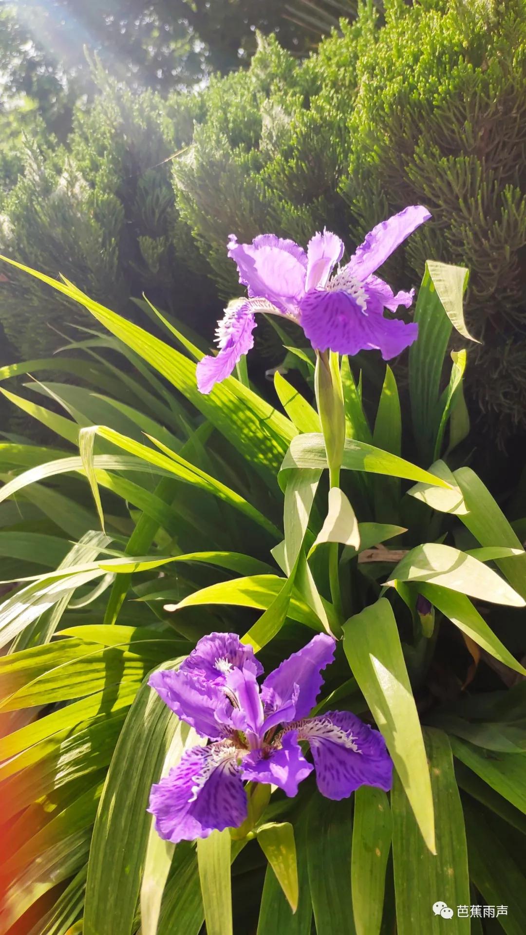 丰华街的白蜡树——新叶冉冉逢谷雨