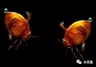 鱼苗消毒和病虫防治,水花鱼苗气泡病发病原因