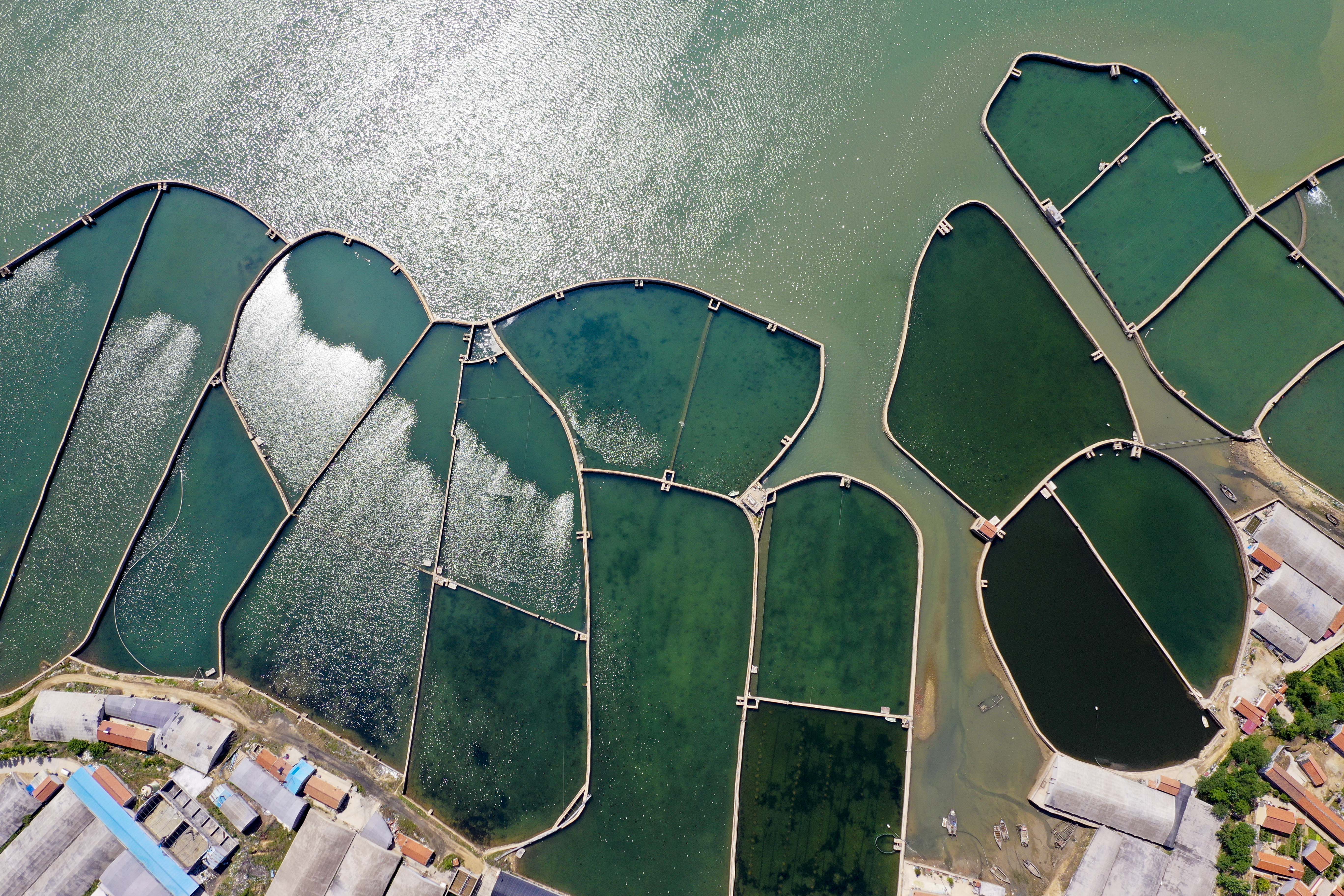 大海蔚蓝簇拥着的贡口村,灵动着纯美,播养海参和剥扇贝别具风情