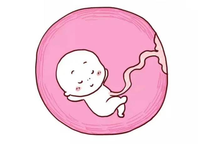 做彩超说胎儿股骨短,四维胎儿腿骨短怎么办