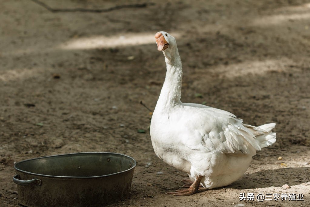 鹅拉白绿粪便是什么病,鹅拉白稀粪便怎么治