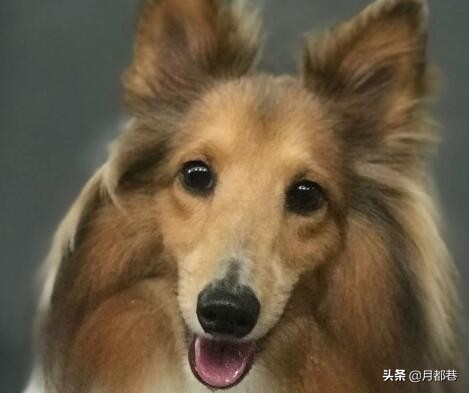 喜乐蒂和苏格兰牧羊犬的区别,买一只德牧要多少钱