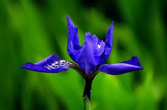 你是哪天出生的对应哪种花,你是几月份的花就是几月份的命