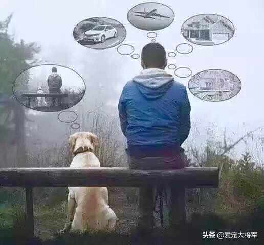 狗的常见四种不良行为的解决方法,狗狗的8个常见异常