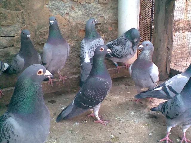 *榴弹手**状的鸽子送公棚往往是鸽王冠军,可押重炮!