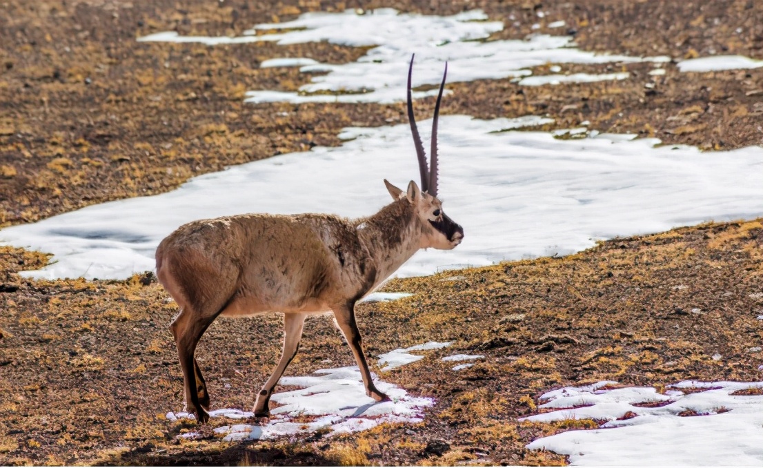 中国四大无人区生命禁区,中国生命禁区四大无人区