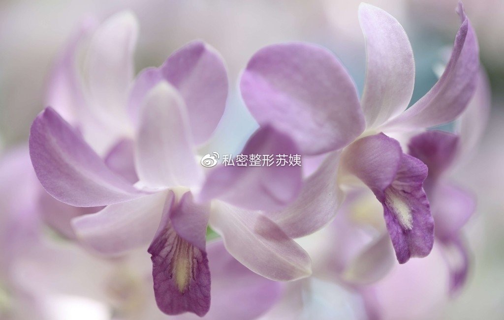 女人下身有豆腐渣现象普遍吗,女人妇科豆腐渣是什么