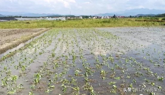 黎川水蕹菜与空心菜区别,黎川水蕹菜种植技术与详解