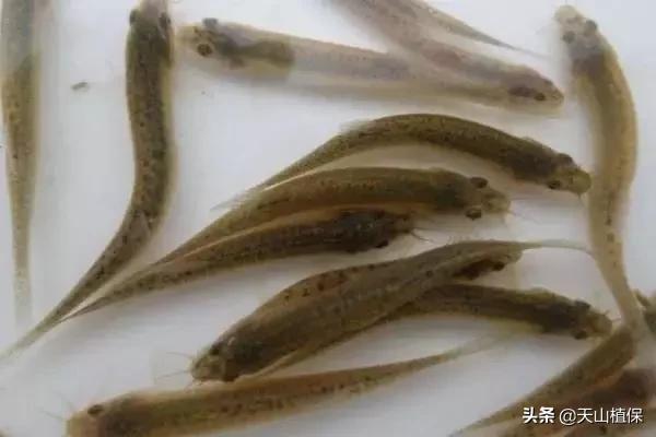 养泥鳅一亩地可以达到多少产量,泥鳅养殖新模式高产量