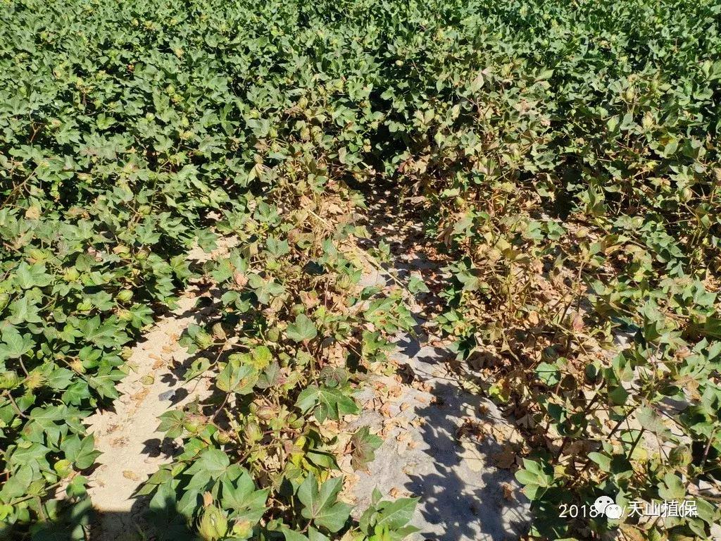 十大杀卵杀虫剂,十大类型杀虫剂