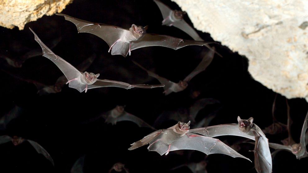 辟谣被狗咬就一定要打疫苗,辟谣被狗咬伤女童身亡