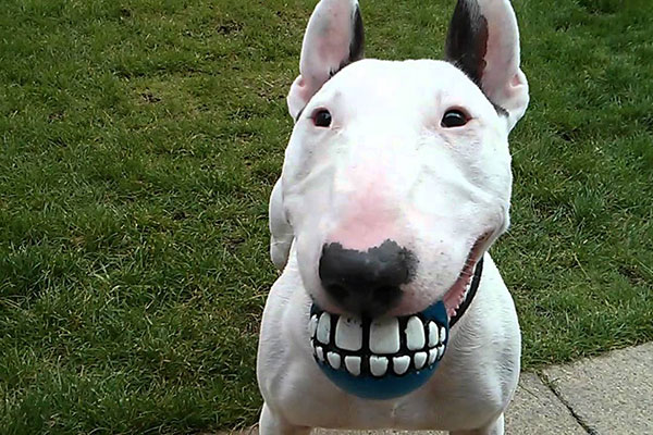 让狗狗防病的药,让狗狗长得快的药