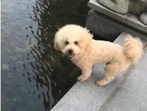 狗子怕水是什么原因,狗子害怕游泳怎么办