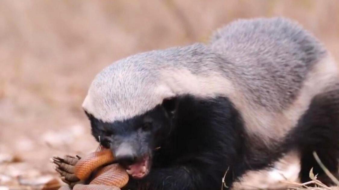 平头哥和蛇獴被蛇咬后的症状,平头哥被蛇咬了为什么不会死