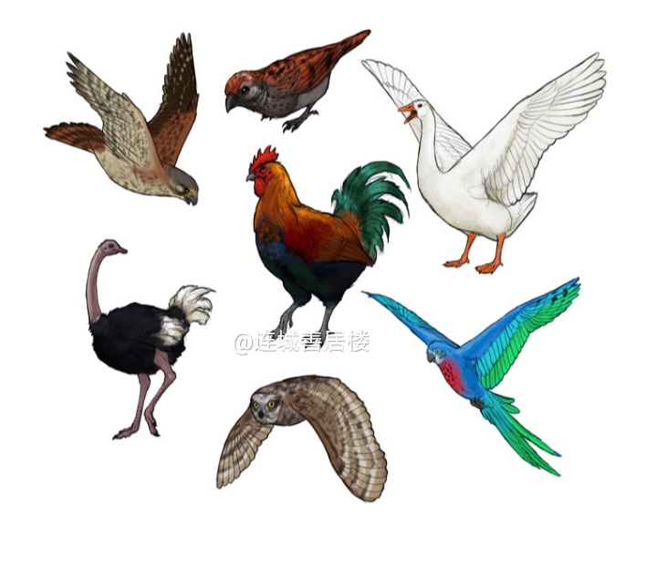 40个世界鸟类之最,世界上飞得最快的鸟类是什么