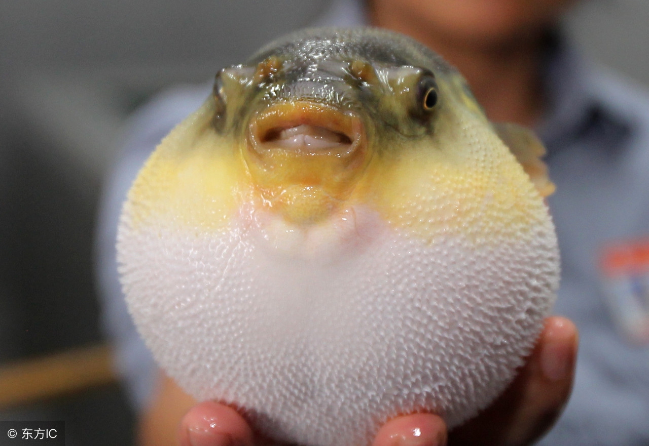 世界上最毒的鱼食人鱼只能排第五,世界上十大最危险的鱼