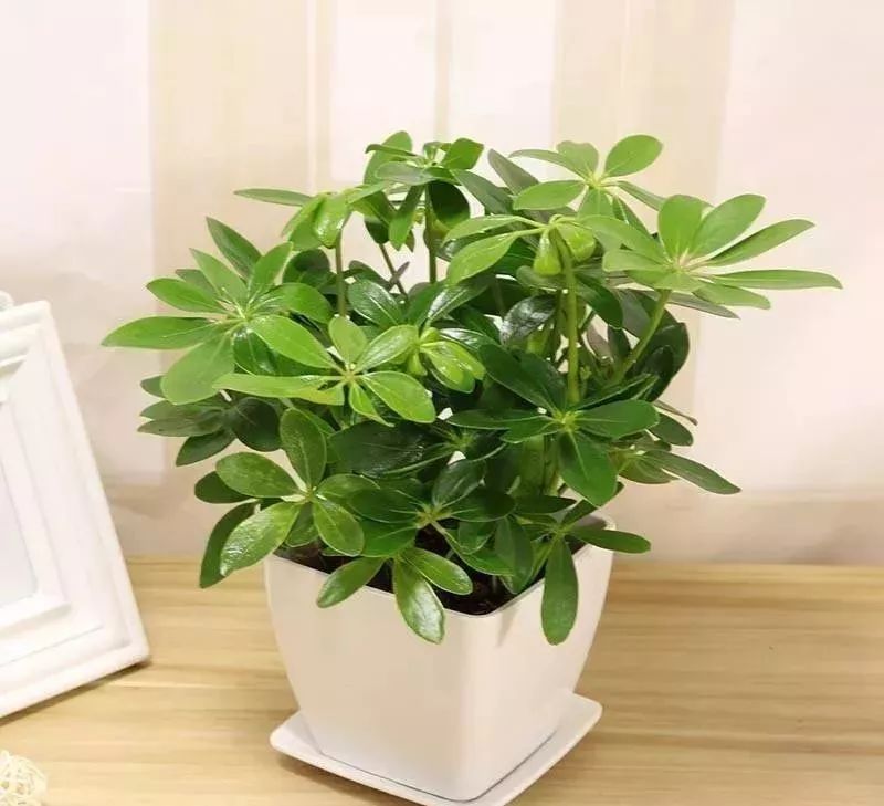 吸油烟和甲醛的植物,住新房有什么植物能去甲醛