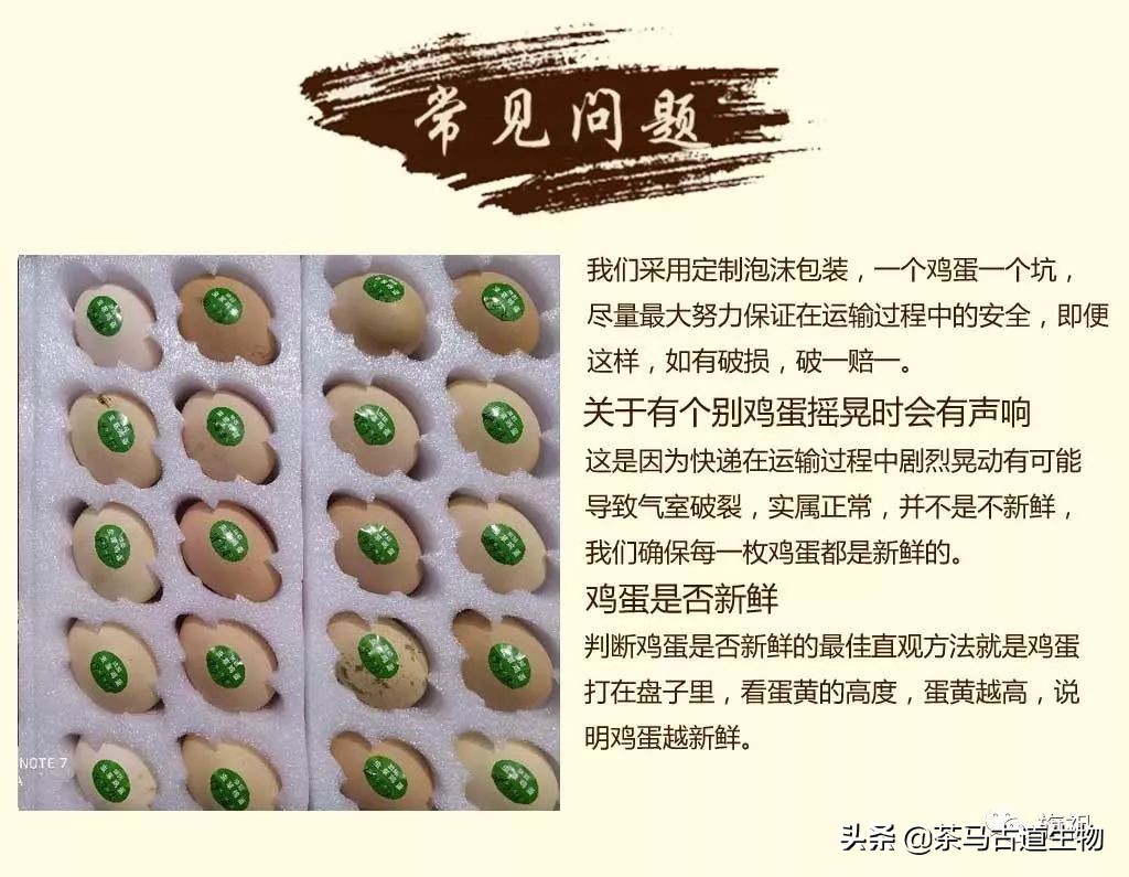茶园散养绿壳鸡蛋,虫草蛋绿皮鸡蛋