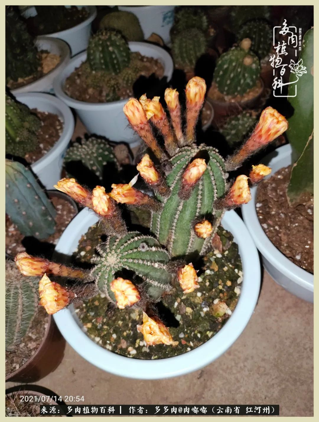 这个春天我们一起去赏花,这个季节我们一起去看花