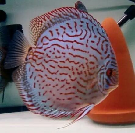 观赏鱼身上有水珠气泡是怎么回事,观赏鱼不打氧起白点