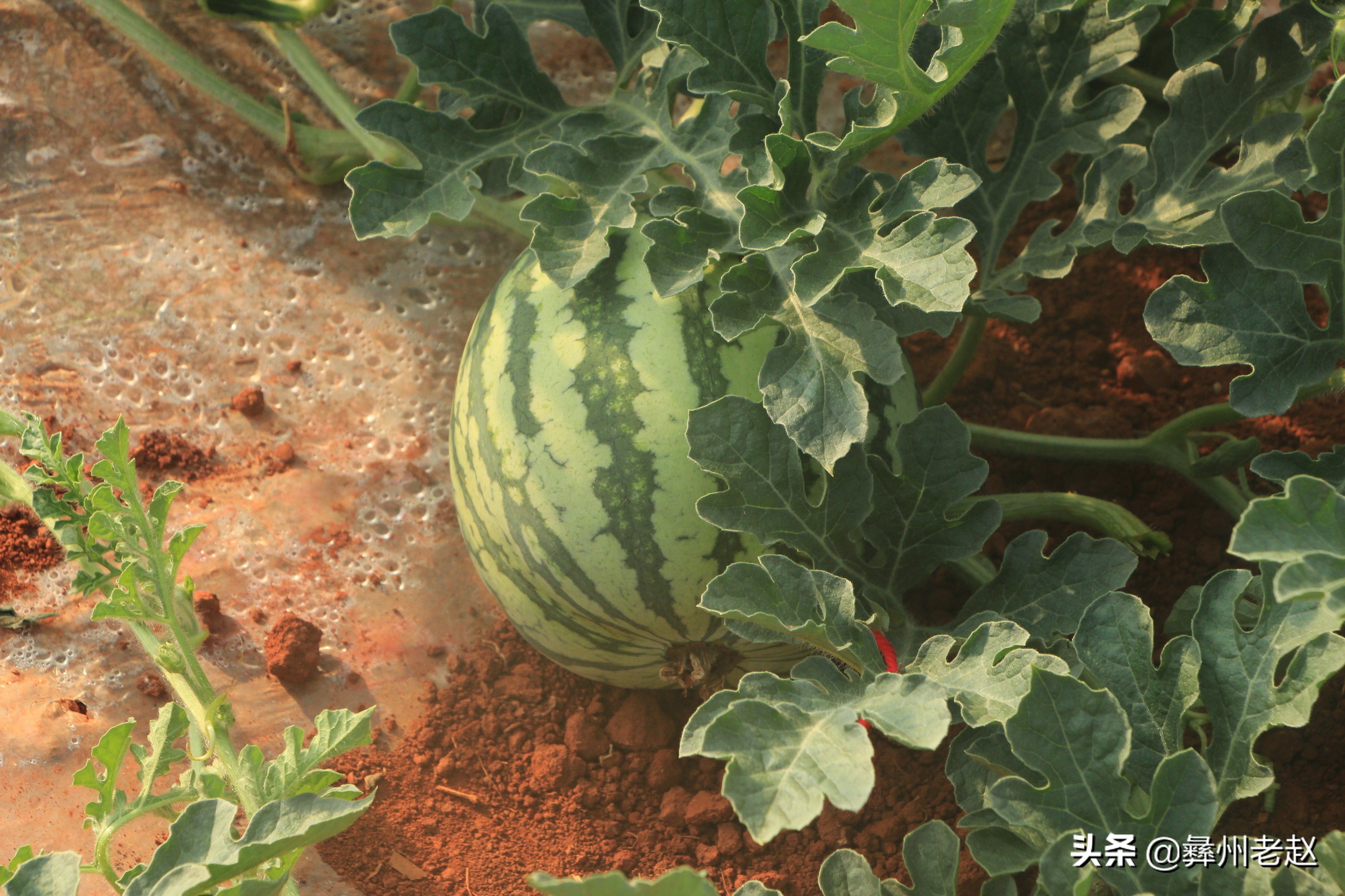 西瓜刚坐果的时候怎么管理,西瓜在膨果期需要什么肥料