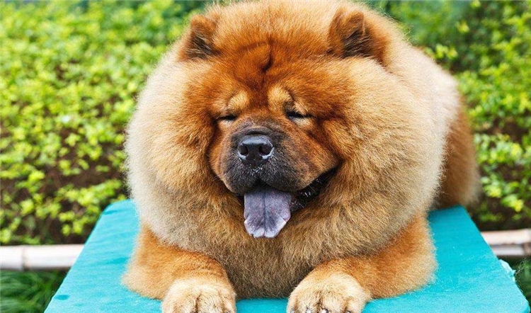 狗狗身上长小肉疙瘩是什么,狗狗长狗癣正常吗