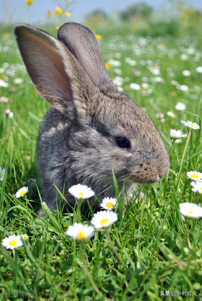 兔子养殖前景及价格,养兔子赚钱不赚钱市场怎么样