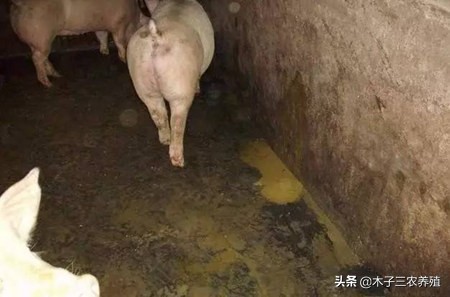 草木灰用于养猪吗,养猪小妙招神奇草木灰