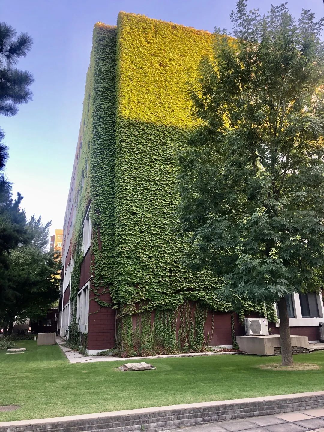 同学们好，今天我们学习的课文是《爬山虎的脚》