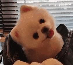 狗狗歪头卖萌,狗狗歪头杀的意思