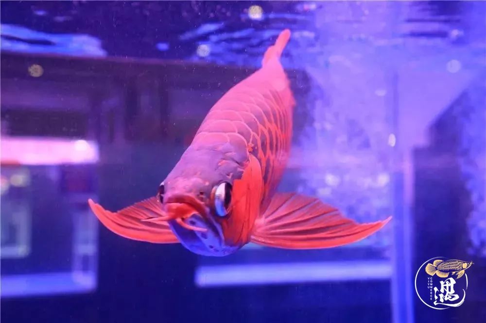 龙鱼发色用太阳好还是灯好,龙鱼发色灯和增艳灯区别