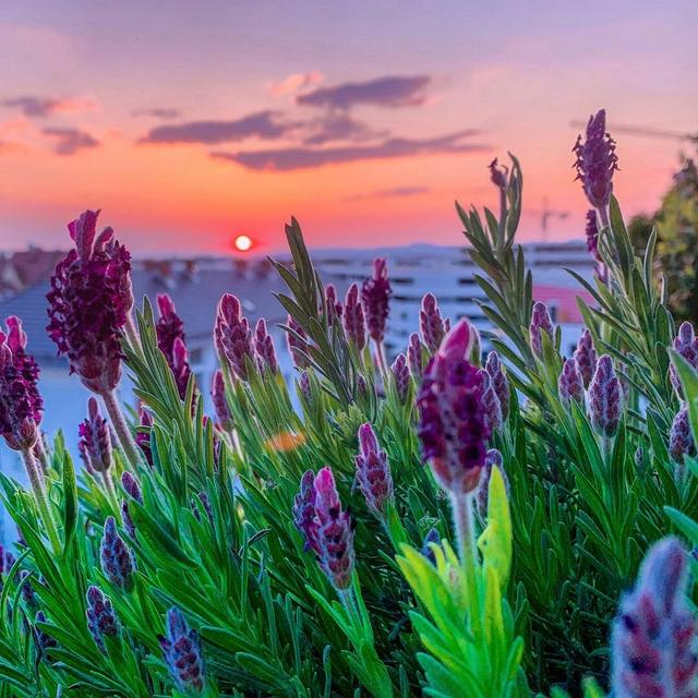 【ROSECASSOU花语笔记】薰衣草