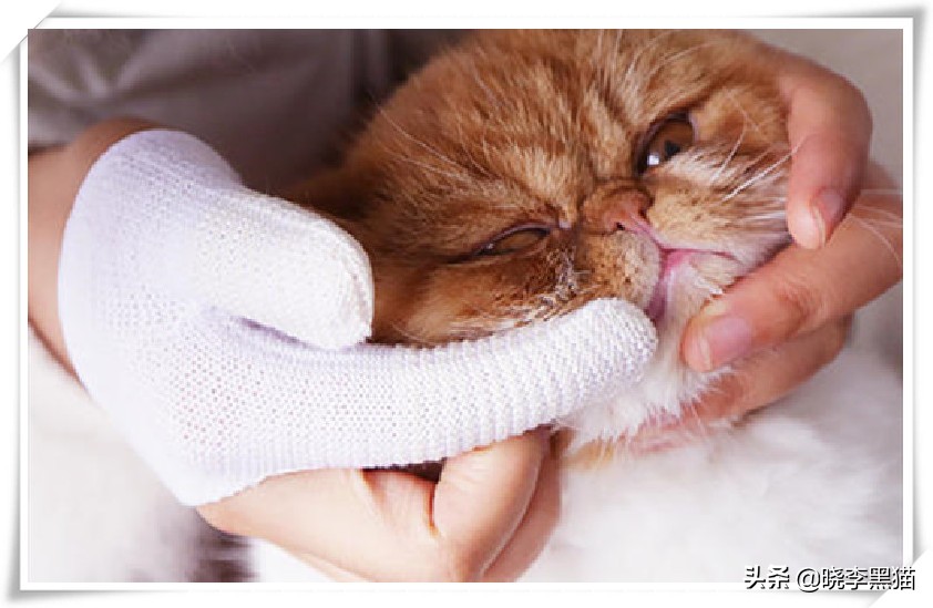 猫牙周炎自愈的最佳方法,猫咪牙周炎靠刷牙能痊愈嘛