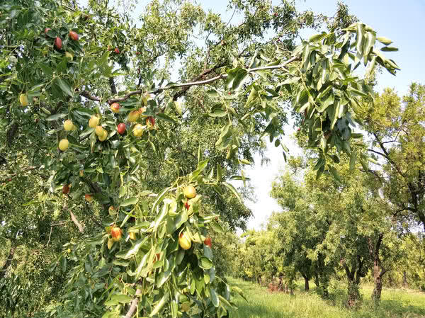 中国红枣之乡新郑,新郑市助力乡村振兴