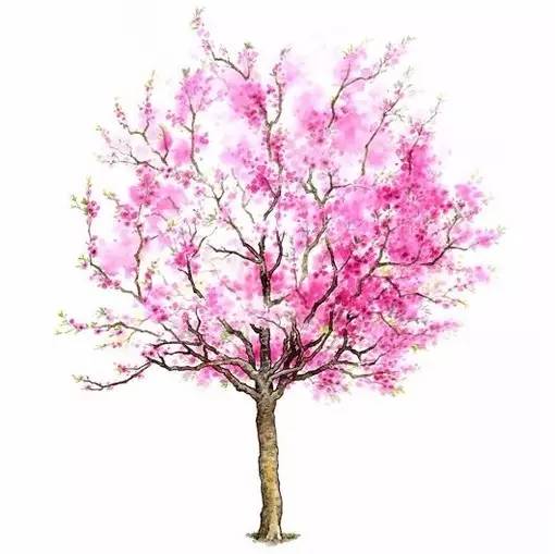 十种不同树叶的画法,五种不同树木的画法简单的