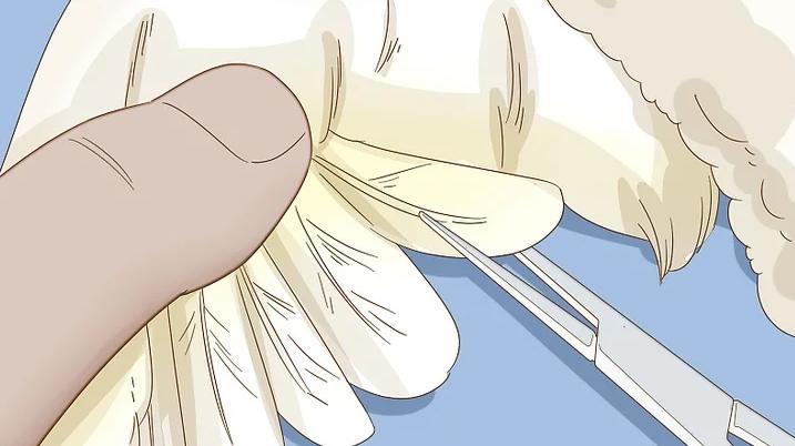 雏鸟羽毛有屎怎么处理,雏鸟翅膀羽根有血