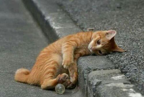 这四种猫一旦被抛弃就很难活下来,这六种猫咪一旦走丢就无法生存