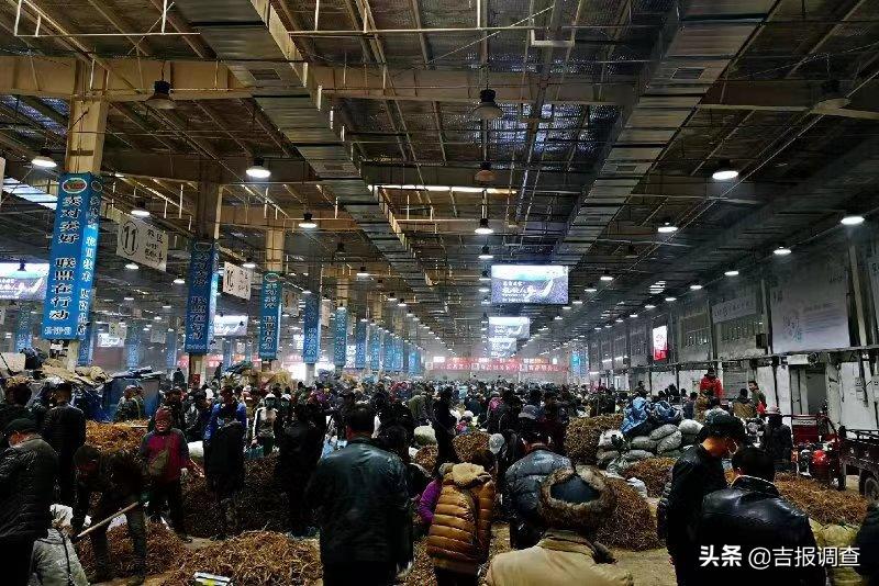 抚松万良人参市场最新价格,吉林抚松万良人参经营大户