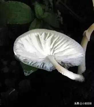 野生蘑菇是怎么长出来的,野生蘑菇是怎么样长出来的