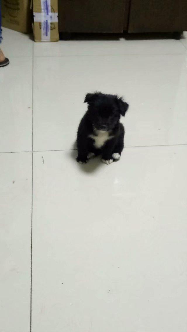 犬瘟狗狗自己治好的经历,犬瘟狗狗治愈全过程