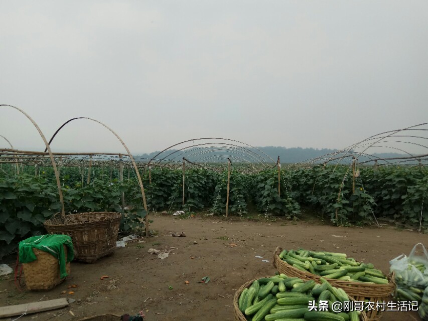 30岁小伙坚持农村创业,农村人辞职创业致富走上人生巅峰