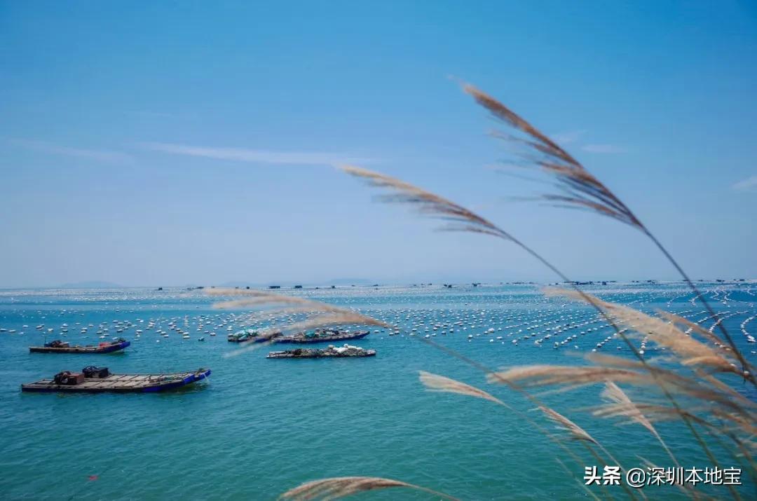 深圳出海到达的超美海岛,深圳最美海岛旅游攻略